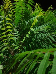 fern leaves