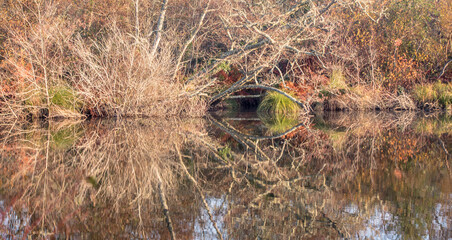 beau paysage d'automne reflété dans l'eau