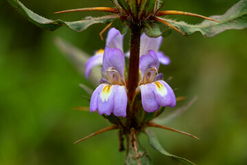 Light pink color marsh barbel or Hygrophila auriculata flower