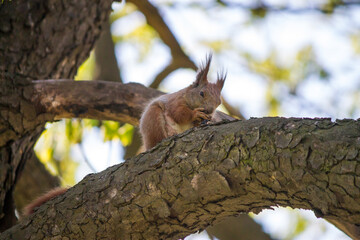 Squirrel on a tree