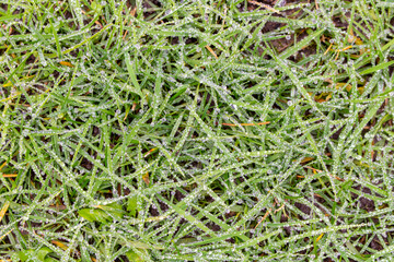 Dew drops on green plants. Abstract green background. Selective focus.