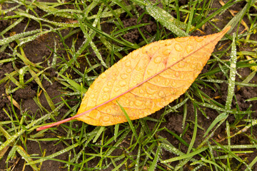 A fallen yellow leaf with dew drops. Close up. The concept of autumn.