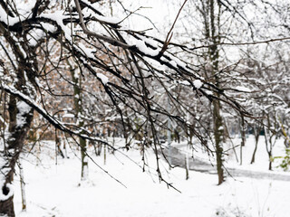 bare tree branches and blurred snow-covered city park on background on cold autumn day (focus on the twig covered by the first snow on foreground)