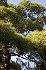 Fototapeta premium Pine Stankevich against the blue sky. Large green needles, strong branches and small cones.