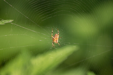 Spider on the web