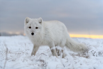 Arctic fox in winter time in Siberian tundra