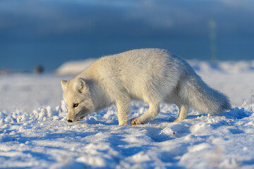 Arctic fox in winter time in Siberian tundra