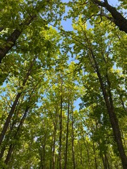 Fototapeta premium trees in the forest