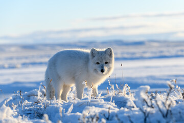 Arctic fox in winter time in Siberian tundra - obrazy, fototapety, plakaty