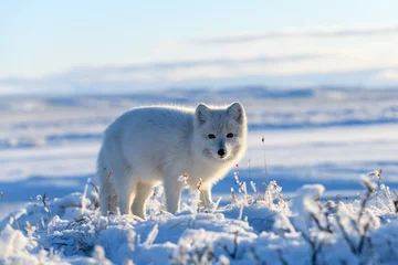Fotobehang Poolvos Poolvos in de winter in Siberische toendra