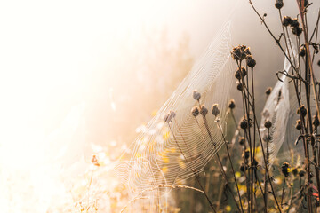 Cobwebs on dry grass on sunny day. Mystical atmosphere in early morning.