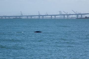 Whale in San Francisco Bay