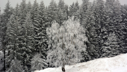 Fototapeta premium snow covered trees