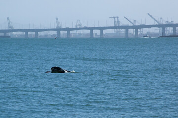 Whale in San Francisco Bay