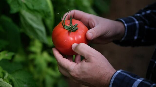 Close-up of a farmer checking the quality of his crops, large red tomato.