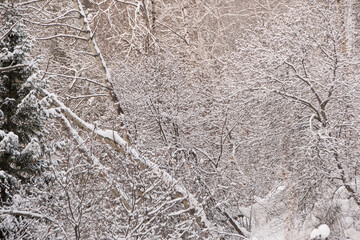 Bare branches of trees without leaves. Snow and frost on bushes in winter forest