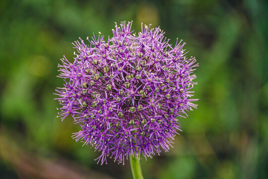 Purple wild onion blossoms in green valley
