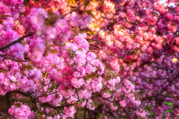 Natural floral background, blossoming of sakura (japanese cherry) with beautiful pink flowers in spring sunny garden. Macro image with copy space suitable for wallpaper, cover or greeting card