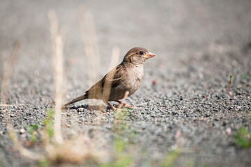A small house sparrow behind a blade of grass