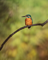 kingfisher on branch, Kingfishers,  Alcedinidae