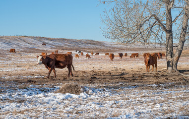 Cows in a pasture near Beiseker, Alberta, Canada