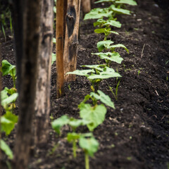Row of young bean sprouts grows on bed in spring garden