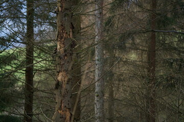 Wald Landschaft im Detail mit einer Mischung aus unterschiedlichen Bäumen und sichtbarem Hintergrund in Form einer Weide