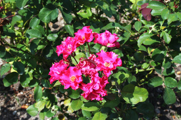 Parco Sigurt&agrave;