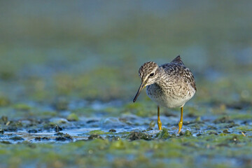 Wood Sandpiper - Tringa glareola, Crete 