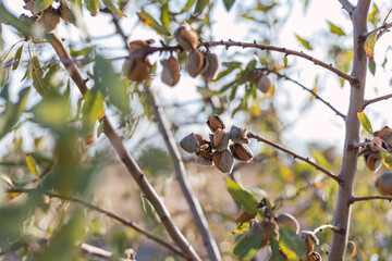 almonds opening on the tree before being harvested