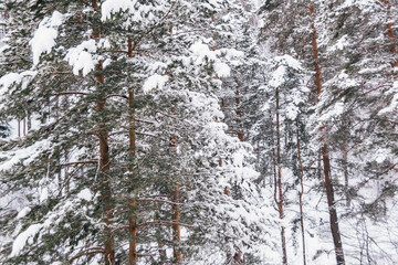 Siberian winter forest with pine trees on slope and frozen tree branches