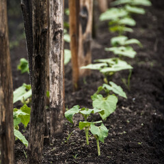 Row of young bean sprouts grows on bed in spring garden