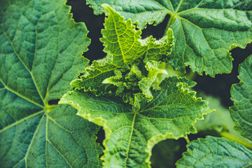 Young shoots with green cucumber leaves on farm. Growing vegetables in garden.