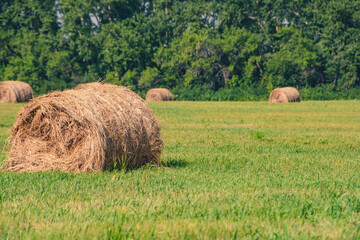Dry hay bales after harvesting on agricultural field