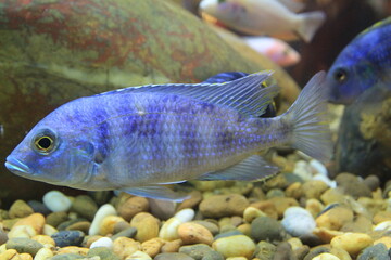 Fancy species of tilapia fish