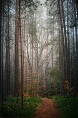Beautiful autumnal forest with orange leaves and fog in fall
