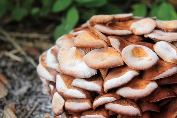A cluster of mature armillaria tabescens, commonly called ringless honey mushrooms. Ringless honey mushrooms are a type of wild edible mushroom found in North America.