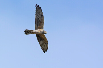 Pallid Harrier (Circus macrourus), Crete