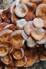 A cluster of mature armillaria tabescens, commonly called ringless honey mushrooms. Ringless honey mushrooms are a type of wild edible mushroom found in North America.