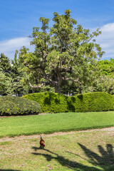 View of the beautiful public Paloma Park (Parque De La Paloma) in Benalmadena. Benalmadena - most popular holiday towns on the Costa Del Sol. Andalusia, Spain.