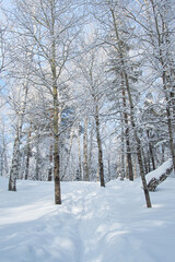 Path in forest among snow trees in winter forest