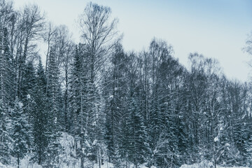 Snowy coniferous forest on hillside. Trees are covered with snow and frost on winter day.