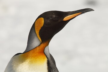 King Penguin portrait on South Georgia Island - 397266881