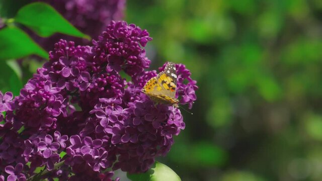 butterfly on a lilac bush
