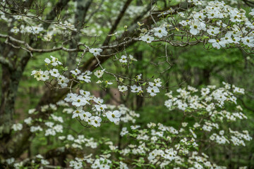 Dogwood tree blooming closeup