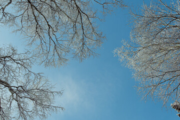 Branches in frost against blue sky. Snow forest in white velvet. Bottom up view in sunny cold weather.