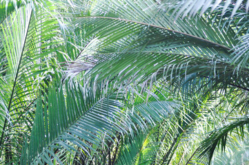 mangrove palm,palm  or nipa palm