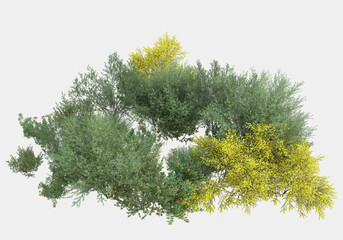Decorative park and garden plants isolated on grey background. 3d rendering - illustration  © Elena