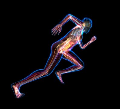 Human anatomy, internal organs of a human body with the skeleton, running position, 3d illustration