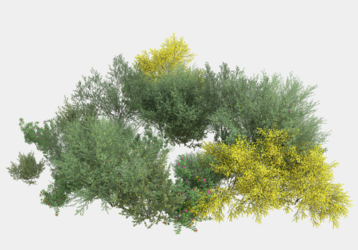 Decorative park and garden plants isolated on grey background. 3d rendering - illustration
